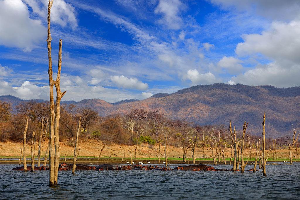 Hunting in Lake Kariba, Zimbabwe: Exploring Regional Animals, Laws and Clubs, Demographics and Hunting Seasons