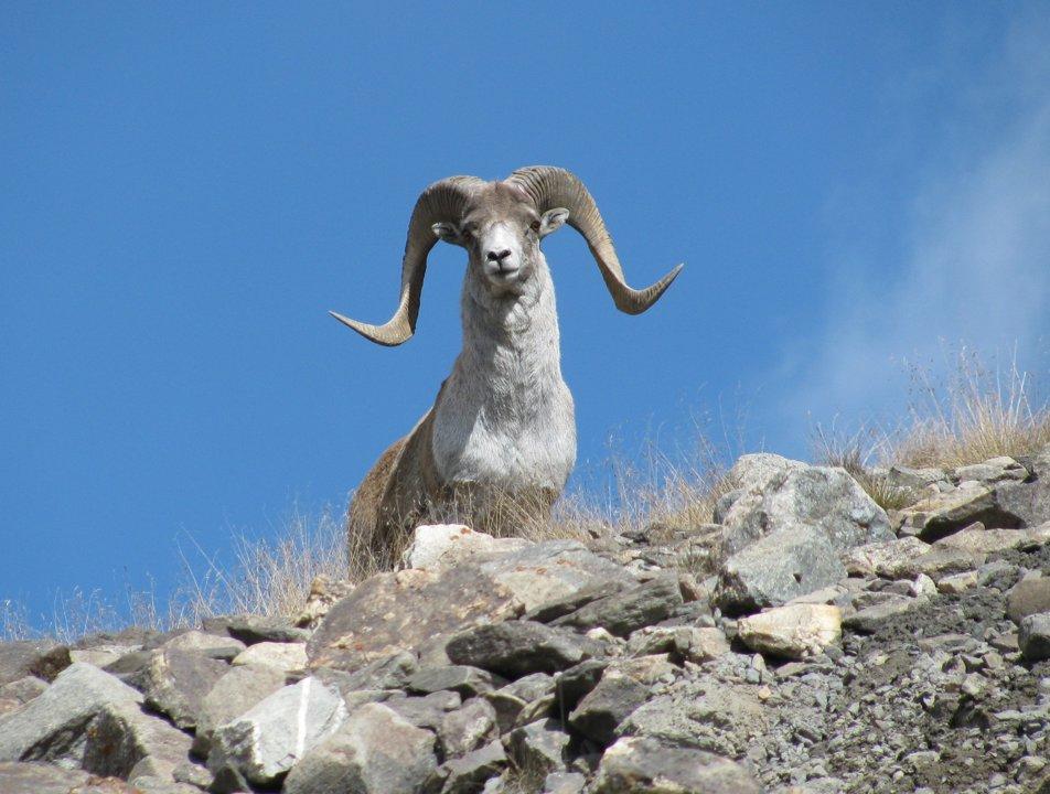 Hunting in Govisümber Province, Mongolia: game, hunting seasons, unique hunting experience, Demographics, Associations and Clubs, Laws and Hunting Seasons