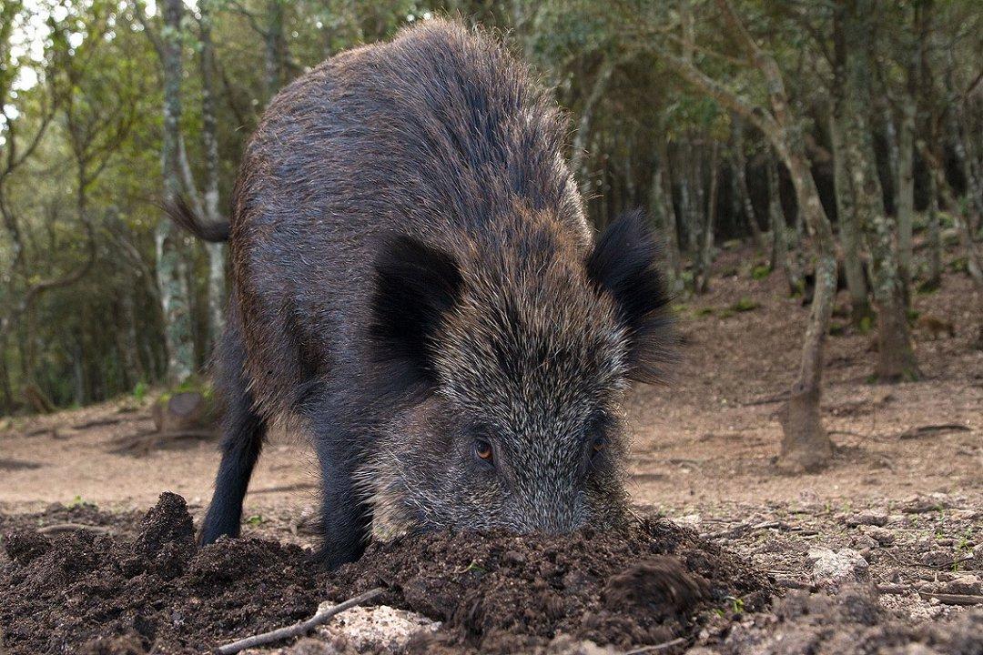 Jagd im Bezirk Plessur (Kanton Graubünden), Schweiz: Naturgegebenheiten, Einwohner, Jagdmethoden, Wildbestände, Jagdzeiten, Organisationen, Regeln und Bräuche