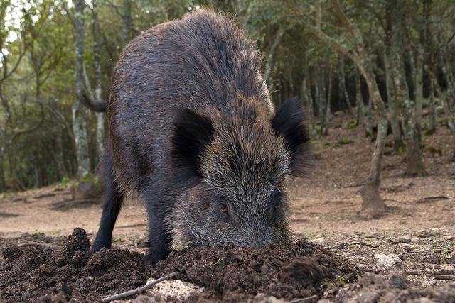 Jagd im Bezirk Plessur (Kanton Graubünden), Schweiz: Naturgegebenheiten, Einwohner, Jagdmethoden, Wildbestände, Jagdzeiten, Organisationen, Regeln und Bräuche