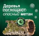 Деревья поглощают опасный метан 
Новое исследование ученых принесло удивительные новости о способности деревьев бороться с изменением климата
Оказывается, микробы, населяющие кору деревьев, активно поглощают метан - мощный парниковый газ.
Метан считается в 28 раз более эффективным, чем углекислый газ, в удержании тепла в атмосфере Земли. Его высокие концентрации создают серьезную угрозу для климата планеты, ускоряя процесс глобального потепления.
Обнаруженное явление демонстрирует еще одну уникальную роль растений в смягчении последствий изменения климата
Помимо
поглощения углекислого газа в ходе фотосинтеза, деревья вносят вклад в очистку атмосферы от метана!
Это открытие представляет важный шаг в понимании сложных климатических процессов и взаимосвязей в природе. Оно также подчеркивает ценность лесов как естественных союзников человечества в решении экологических проблем.
Это исследование вдохновляет ценить природу еще больше и прилагать все усилия для ее бережного сохранения. В конце концов, забота о лесах - это забота о нашем общем будущем на планете Земля!
#деревья #метан #парниковыегазы #климат #лесовосстановление #экология