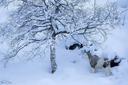 Remembering the rare Piebald Moose that was photographed by Thomas Morch in eastern Norway.
Sadly, she did pass away this year.
Photos by : Thomas Mørch
Credit : Mørch Fo