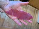 How to Make Moose Jerky

Moose jerky is delicious, nutritious and easy to make. The basic concept in my recipe is to take a quality cut of moose, slice it thin, marinate 