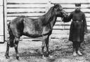 Тарпа́н (лат. Equus ferus ferus, Equus gmelini) — подвид дикой лошади, либо гибридная форма древних диких центральноевропейских лошадей и домашних восточноевропейских, ранее считался предком современных домашних лошадей[1][2]. Существовало две формы: степной тарпан (лат. Е. gmelini gmelini Antonius, 1912) и лесной тарпан (лат. Е. gmelini silvaticus Vetulani, 1927—1928)[3]. Обитал в степной и лесостепной зонах Европы, а также в лесах Центральной Европы. Ещё в XVIII—XIX веках был широко распространён в степях ряда стран Европы, южной и юго-восточной Европейской части России, в Западной Сибири и на территории Западного Казахстана.

Первым подробное описание тарпана составил немецкий натуралист на русской службе С. Г. Гмелин в «Путешествии по России для исследования трёх царств естества» (1771 год)[2]. Первым в науке, высказавшим утверждение, что тарпаны — не одичавшие лошади, а первобытный дикий вид зверей, был Иосиф Николаевич Шатилов. Две его работы «Письмо Я. Н. Калиновскому. Сообщение о тарпанах» (1860) и «Сообщение о тарпанах» (1884) положили начало научному изучению диких лошадей[4]. Подвид получил свое научное название Equus ferus gmelini лишь в 1912 году[2], уже после вымирания.

Предположение о том, что тарпан был предком домашней лошади, не подтвердилось данными палеогенетики. Тарпан возник в результате смешения лошадей, происходящих из Европы (смоделированных как предки лошадей культуры шнуровой керамики — 28,8—34,2 % в OrientAGraph 19 и 32,2—33,2 % в qpAdm 17), и лошадей, тесно связанных с кластером домашних лошадей DOM2[5], этот вывод был сделан на основе исследования костей тарпана, добытого в Херсонской губернии в 1868 году, и хранящихся в Зоологическом институте РАН в Санкт-Петербурге[1].