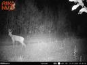 📸🐺Kako stoje stvari s kamerama na terenu?

Ima dosta životinja! Neke od njih samo naziru okvir, ali za vas smo izdvojili nekoliko kvalitetnih fotografija!👍

Od zanimlj