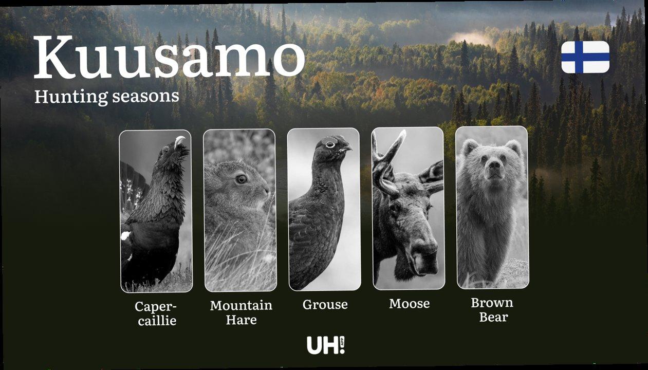 Hunting Seasons in KUUSAMO: Key Dates, Optimal Hunting Periods, Vital Regulations, Licensing Process and Requirements