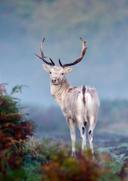 A fantastic photograph of an alert white Fallow buck.

Photograph thanks to Mark Smith