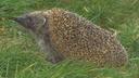 Der Igel, ein faszinierendes und charmantes Geschöpf, bewegt sich mit seinen stacheligen Härchen durch Gärten, Wälder und manchmal sogar städtische Umgebungen. Mit seiner niedlichen Erscheinung und einzigartigen Lebensweise hat der Igel einen festen Platz im Herzen von Naturfreunden auf der ganzen Welt gefunden.

Die Stacheln des Igels sind sein auffälligstes Merkmal, ein schützendes Panzerkleid, das ihm hilft, sich vor potenziellen Gefahren zu verteidigen. Bei Gefahr rollt sich der Igel zu einer kugelförmigen Verteidigungsposition zusammen, wodurch seine Stacheln nach außen zeigen und er so potenzielle Angreifer abschreckt. Diese Fähigkeit verleiht dem Igel nicht nur einen besonderen Schutzmechanismus, sondern auch eine entzückende Eigenschaft.

Das Gesicht des Igels ist geprägt von kleinen, wachen Augen und einem süßen Stupsnäschen. Seine Ohren sind oft gut versteckt unter den Stacheln, während die Tasthaare ihm bei der Orientierung in der Dunkelheit helfen. Die Härchen, die seinen Bauch bedecken, sind weicher und bieten einen angenehmen Kontrast zu den stacheligen Rückenhaaren.

Igel sind nachtaktive Tiere, die sich hauptsächlich von Insekten, Würmern, Schnecken und anderen kleinen Lebewesen ernähren. Ihr charakteristisches Schnüffeln und Schnauben während der Nahrungssuche verleiht ihnen einen verspielten Charme. Gartenliebhaber schätzen Igel oft als natürliche Schädlingsbekämpfer, da sie dazu neigen, sich von lästigen Insekten zu ernähren.

Die niedlichen, watschelnden Bewegungen des Igels und sein unverwechselbares Erscheinungsbild machen ihn zu einem beliebten Symbol der Tierwelt. Der Igel erinnert uns nicht nur an die Vielfalt der Natur, sondern auch daran, wie wichtig es ist, die Lebensräume dieser faszinierenden Wesen zu schützen, um ihre Fortexistenz und ihren Beitrag zum ökologischen Gleichgewicht zu sichern.