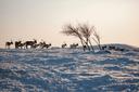 Utsjoki Hunting: Clubs and Communities, Geography, Demographics, Legislation, and Seasons

Located in Finland’s northernmost Lapland, Utsjoki offers hunters an untouched 