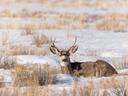 Hunting in Utah

Utah has some of the best hunting in the country, with a variety of species and opportunities available. Keep reading for more information about the spec