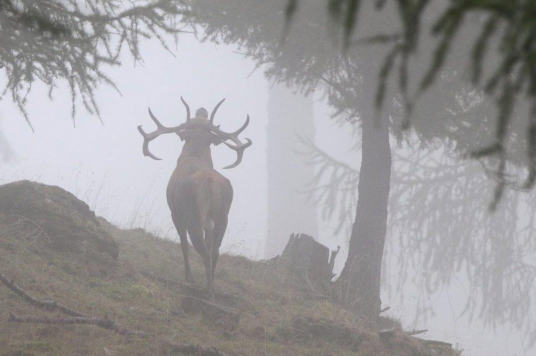 Jagd im Bezirk Porrentruy (Kanton Jura), Schweiz: Besonderheiten, Jägerschaft, Jagdweisen, Wildarten, Jagdphasen, Vorschriften und Traditionen
