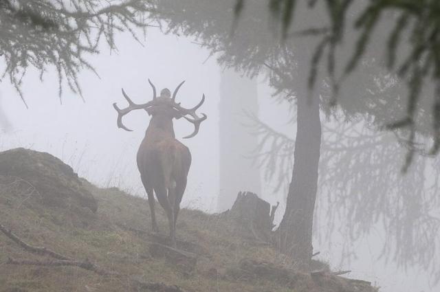 Jagd im Bezirk Porrentruy (Kanton Jura), Schweiz: Besonderheiten, Jägerschaft, Jagdweisen, Wildarten, Jagdphasen, Vorschriften und Traditionen