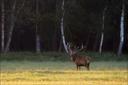 Bowhunting for red deer in Belarus is an unforgettable experience for any hunting enthusiast. The country's vast forests and open fields provide plenty of opportunities for spotting large herds of red deer and targeting mature bulls. The thrill of the chase and the challenge of getting within range for a successful shot is something that only true hunters can appreciate. Bug hunting in Belarus is more than just a sport, it's an opportunity to connect with nature and experience the culture of the country's people. With local guides and outfitters to assist, hunters are sure to have a successful and memorable trip.
