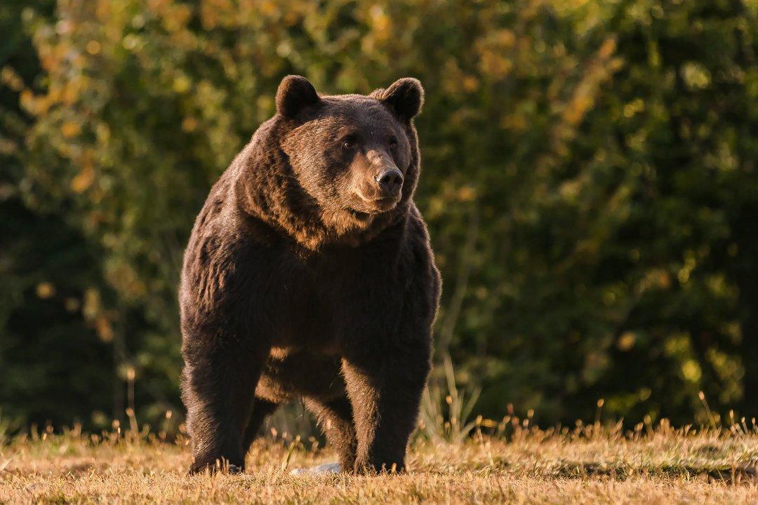 Jagd in Balzers, Liechtenstein: Jagdtypen, Saisonzeiten, Demografie der Jäger, Naturräume, Vereine, Interessante Fakten