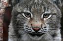 Lynx hunting banned this season in Latvia

The State Forest Service (VMD) said December 23 it will not be working out the permissible amount of lynx that can be hunted du
