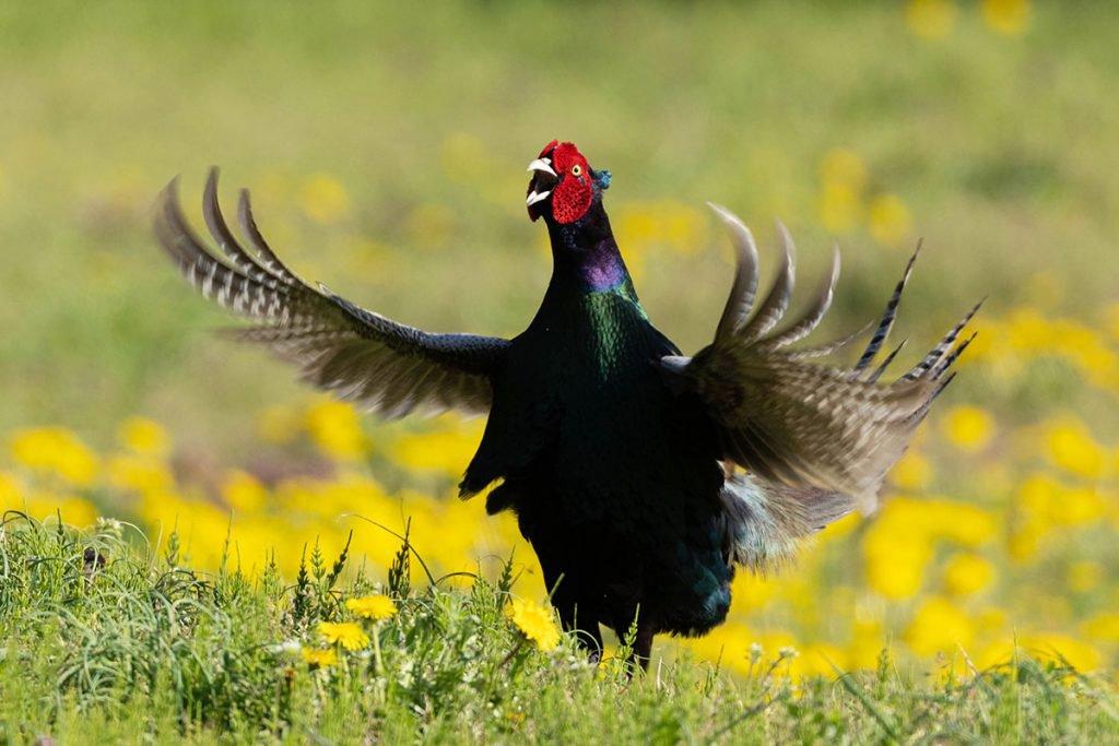 鳥狩りの特徴