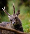 An old County Kerry Sika stag with an eye injury and antlers going back.
