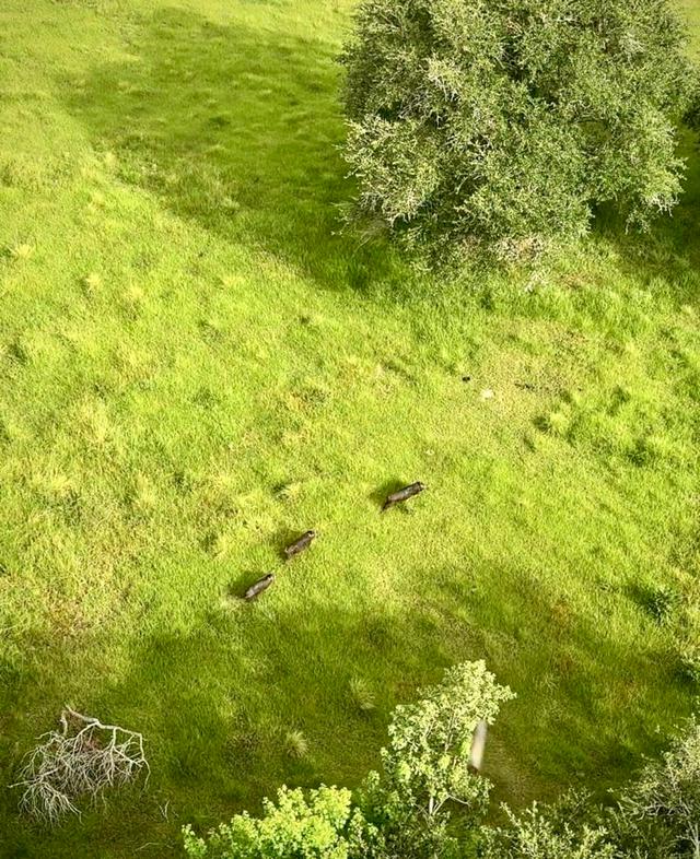 Helicopter Hog Hunting in Texas: A Once-in-a-Lifetime Adventure