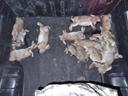 Rabbit hunting 

#hunting #shooting #thermalhunting #czfirearms #pulsarthermal