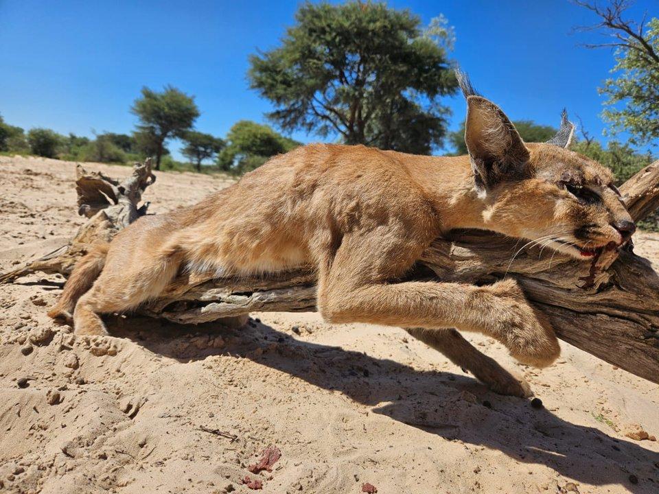 Hunting in Butaleja, Uganda: Geography and Natural Features, Hunting Demographics, A Hidden Gem for Unforgettable Hunting Adventures and Cultural Immersion