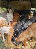 Salut à tous

Deuxième journée de chasse avec découpler de 11 chiens
Un pied difficile,mais levé vers 10h du matin
Arrêté 9. Chiens vers 12h
Biotope difficile de kermess 