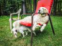 How to Introduce Your Older Hunting Dog to a Puppy
Some Tips for Young and Old Dogs Living Together
You're likely pretty excited about bringing your new puppy home. Your older hunting dog might not share the same feelings.
Ways to introduce your adult dog to the new pup in your life follow here.
Short, Positive Interactions
Your adult dog has learned plenty in your time together. It's the pup that needs some schooling.
Dogs of course have instinctive ways of sorting out the pecking order. An older canine has earned territorial rights over your home, yard, truck and where you exercise (and hunt) this dog.
Enter the puppy. S/he has no rules and is full of endless energy. The older dog is set in his or her ways. A hard-charging, wildly running pup changes this.
Read their body language as they interact. The older dog will likely growl when the pup pushes things too far. Slowly, surely, the young dog should get the message, and show increasing respect for its elder.
You've introduced this wild child into the mix. The older dog will also do its share of the teaching.
This effort takes time, energy and patience. 
Territorial Respect
You likely feed you older dog in the same spot, at around the same times. This canine expects and appreciates it with a tail wag and alert eyes, full of anticipation.
The pup might just be thinking "food" when it hears you scoop from the kibble bags (one for the young one; one for the older dog). They might dash in fast with no respect to the older dog's food or eating spot. This can spell trouble. Anticipate it. This is a teaching moment for the pup.
If possible, always feed them separately at first, in different locations.
Control the young dog as the older dog eats first. Or, if you don't feed the two at the same time, still maintain separate areas, as the older dog will likely check out the pup's new food bowl and water dish.
Again, this will take time, too.
Outside of feedings, older indoor dogs often like to relax in comfortable chairs or couches. Teach the puppy to respect these locations. The elder canine will also do plenty as this goes, expressing a hard look, low warning growl and even more displeasure.
Again, the pup should get the message, though you want to ensure its safety while learning the ropes.
Browning Insulated Dog Crate Bedding in Realtree MAX-5
Time Together
Indoor dogs interact in a smaller space, confined by the limits of your home. Often "trouble" occurs here; less so outdoors, especially as they begin to hunt together.
Again, reflecting back on the short, positive interaction theme, combined with the territorial respect notion, the dogs – older and younger – will begin to accept each other.
The key is to give each dog a steady amount of your time, both separately and together.
Pay attention to how they interact. Gently but firmly, using verbal commands of "no," "sit," "stay," and "leave it," teach the puppy to respect the older canine. 
Eventually, they'll learn to accept the other, or at least define limits to the relationship.