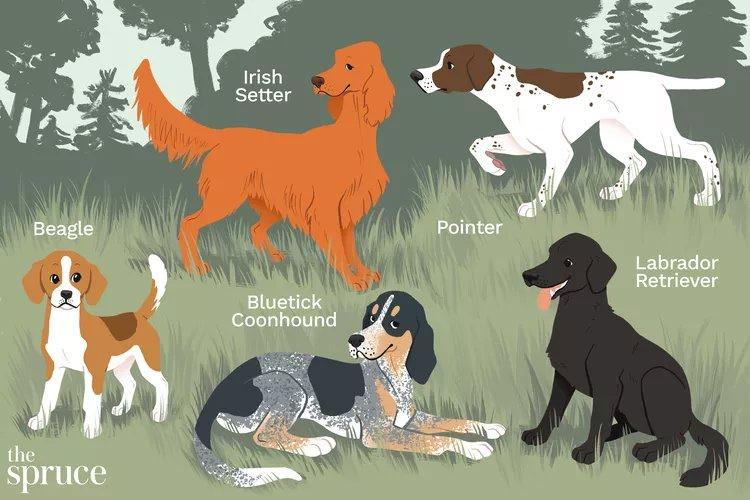 Dog Breeds for Hunting
