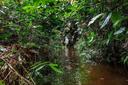 Hunting in Pointe-Noire: Coastal Ecosystems, Urban-Rural Hunting Demographics, and Game Access

Hunting in Pointe-Noire region, located along the Atlantic coast of the Re