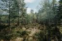 Guide Pratique de la Chasse en FORÊT DE FONTAINEBLEAU: Saisons, législation, traditions locales et faune sauvage

La Forêt de Fontainebleau, située à environ 60 kilomètre