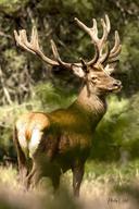 Ciervo rojo 16 cuernos con astas de terciopelo (Bretaña) 17 de julio de 2023
El enfoque y la foto complicados por la vegetación muy densa, en particular los grandes helechos cargados de garrapatas 😤