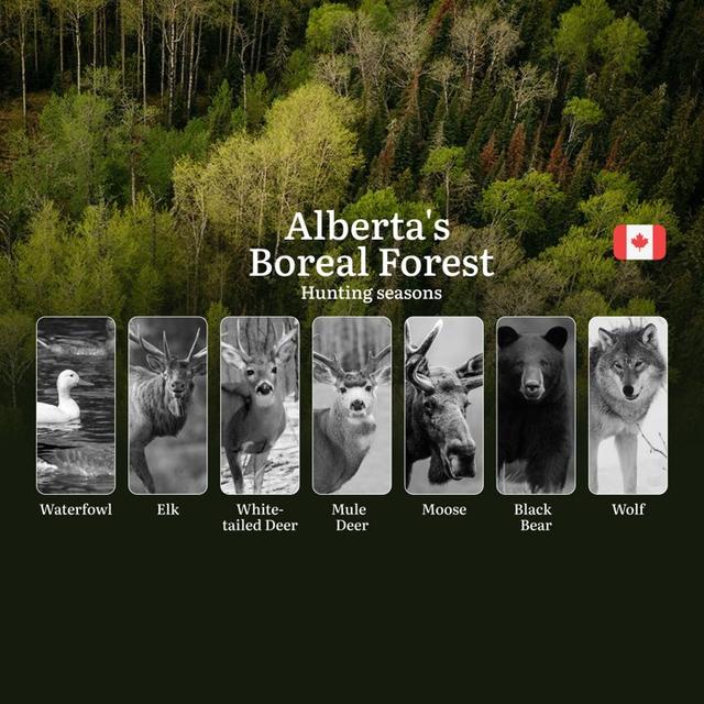 Hunting Seasons in ALBERTA'S BOREAL FOREST: Opening and Closing Dates, Required Licenses and Key Rules