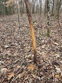Finished up my last day of deer season with a spike point in the final legal minutes of legal light. This year was fun and I filled my freezer with 4 between NC and CT. Until next season. 
@kryptekoutdoors
 
@sakorifles
 
@LeupoldOptics
 #hunting #randallknives #venison #Sportsman