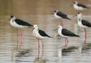 The Jiangsu #Yancheng Wetland and Rare Birds National Nature Reserve in Yancheng, Jiangsu Province has become a winter haven for wildlife. Species such as red-crowned cra