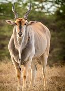 Eland Hunting in Africa: Locations, Methods, Season, Price. A Comprehensive Guide for the Serious Hunter

Eland, the largest of the antelope species, offers a unique and challenging hunting experience in Africa. Their size, elusiveness, and impressive trophy potential make them a prized target for seasoned hunters. This guide provides essential information for planning a successful eland hunt, covering hunting methods, prime locations, seasonal considerations, weaponry, trophy care, and costs.

Understanding the Eland

There are two main species of eland:

Common Eland (Taurotragus oryx): The most widespread, found across Southern and East Africa.

Giant or Livingstone's Eland (Taurotragus derbianus): Larger and rarer, primarily inhabiting West and Central Africa.

Both species are characterized by their large size, spiral horns (present in both sexes, though generally larger in males), and a distinctive dewlap. Eland are primarily grazers, favoring open grasslands and savanna woodlands. Mature bulls can weigh upwards of 2,000 pounds, presenting a significant challenge for even experienced hunters.

Hunting Methods

Eland hunting demands patience, skill, and adaptability. The most common and effective methods include:

Spot and Stalk: This classic technique involves glassing from vantage points to locate eland, followed by a careful stalk, utilizing cover to approach within shooting range. This method requires excellent physical fitness, knowledge of the terrain, and the ability to judge distance accurately.

Tracking: Following eland tracks can lead to a successful hunt, particularly in areas with dense vegetation. This requires the ability to identify fresh tracks, interpret animal behavior, and maintain a steady pace.

Ambush: Setting up near water sources or known feeding areas can provide opportunities for ambush hunting. This requires careful selection of a concealed position and patience to wait for the eland to approach.

Prime Hunting Locations

Eland can be hunted in several African countries, each offering unique landscapes and hunting regulations. Top destinations include:

South Africa: A popular choice due to its well-developed hunting infrastructure, abundant wildlife, and diverse landscapes. Eland hunting is available on private game farms and in some provincial reserves.

Namibia: Known for its vast open spaces and excellent trophy quality. Eland hunting is common on commercial farms and in designated hunting areas.

Tanzania: Offers a more remote and challenging hunting experience, with opportunities to hunt eland in designated hunting blocks.

Zimbabwe: Another prime destination, known for its experienced professional hunters and diverse wildlife populations.

Botswana: While hunting regulations can be complex, Botswana offers the opportunity to hunt eland in specific concessions.

When choosing a location, consider the specific species of eland you wish to hunt, trophy quality, hunting regulations, and overall cost.

Hunting Season

The hunting season for eland generally coincides with the dry season, typically from May to October. During this period, vegetation is less dense, making it easier to spot and stalk animals. Water sources become limited, concentrating wildlife around remaining watering holes, which can improve hunting opportunities.

Weaponry

Eland are large, tough animals, so adequate firepower is essential for a humane and ethical kill. Recommended calibers include:

.300 Winchester Magnum: A popular and versatile choice, offering a good balance of power and range.

.338 Winchester Magnum: Provides excellent stopping power for larger bulls.

.375 H&H Magnum: A classic choice for African big game, offering significant knockdown power.

Use high-quality, controlled-expansion bullets designed for large game. Shot placement is critical, with the preferred shot being a broadside shot into the heart/lung area.

Trophy Care

Proper trophy care is crucial for preserving the quality of your eland trophy. After the kill:

Take photographs of the animal in its natural surroundings.

Carefully skin the animal, taking care not to damage the hide.

Remove the skull cap and clean it thoroughly.

Salt the hide liberally to prevent spoilage.

Work with a reputable taxidermist who specializes in African game.

Costs

Eland hunting costs vary depending on the location, duration of the hunt, trophy fees, and services included. A typical eland hunt can range from: 5000 - 15,000+

This typically includes:

Daily rates for the professional hunter and trackers.

Accommodation and meals.

Transportation within the hunting area.

Trophy fees for the eland.

Additional costs may include:

Flights to and from Africa.

Taxidermy fees.

Shipping of trophies.

Hunting permits and licenses.

Gratuities.

Final Thoughts

Eland hunting in Africa is an unforgettable experience that combines the thrill of the chase with the beauty of the African wilderness. Careful planning, proper preparation, and ethical hunting practices are essential for a successful and rewarding hunt. By following this guide, you can increase your chances of taking home a magnificent eland trophy and creating memories that will last a lifetime. #Eland #hunting #Africa