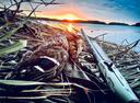 Finding Your Perfect Beretta Shotgun: The Hunter's Guide to the Best Beretta Shotguns for Hunting

For generations, Beretta has been synonymous with quality, reliability, and exceptional performance in the shotgun world. Whether you're chasing upland birds, stalking waterfowl, or pursuing larger game, a Beretta shotgun can be a trusted companion in the field. However, with a wide array of models available, selecting the best Beretta for your specific hunting needs can be daunting. This guide breaks down some of the top choices, highlighting their strengths and helping you make an informed decision.

Why Choose a Beretta Shotgun for Hunting?

Before diving into specific models, it's worth understanding what makes Beretta shotguns so highly regarded:

Unmatched Reliability: Beretta has built its reputation on producing shotguns that consistently perform under demanding conditions. Their meticulous manufacturing processes and high-quality materials result in firearms that stand the test of time.

Superior Handling: Beretta shotguns are known for their excellent balance and smooth swing, crucial factors for accurate shooting in dynamic hunting scenarios.

Versatility: From 12-gauge powerhouses to nimble 20-gauge options, Beretta offers shotguns suitable for a wide range of hunting applications.

Advanced Technology: Beretta continues to innovate, incorporating features like Optima-Choke HP systems, advanced recoil reduction mechanisms, and durable protective finishes.

Resale Value: Beretta shotguns hold their value well, making them a sound investment for serious hunters.

Top Beretta Shotgun Recommendations for Hunting:

Here are some of the best Beretta shotguns for hunting, categorized by their primary applications:

1. For Upland Bird Hunting (Quail, Pheasant, Grouse):

Beretta A400 Upland: This semi-automatic shotgun is a favorite among upland bird hunters. Its lightweight design (typically around 6.6 lbs) makes it comfortable to carry during long days in the field. The A400 action is known for its fast cycling and reliability, allowing for quick follow-up shots. The walnut stock and forend provide a classic look and feel, while the recoil reduction system helps to tame recoil from heavier loads.

Key Features: Gas-operated action, Optima-Choke HP system, Kick-Off recoil reduction, available in 12 and 20 gauge.

Why it's ideal: Lightweight, fast-cycling, and comfortable to shoot, perfect for fast-moving upland birds.

Beretta 686 Silver Pigeon I: An over-under shotgun that balances traditional elegance with modern performance.  The Silver Pigeon I is renowned for its crisp triggers, excellent balance, and smooth handling. Its lower profile and lighter weight (compared to some other over-unders) make it a joy to carry in the field.

Key Features: Over-under action, single selective trigger, Optima-Choke HP system, beautiful engraving on the receiver.

Why it's ideal: Classic aesthetics, superb handling, and reliable performance make it a favorite for upland bird hunting.

2. For Waterfowl Hunting (Ducks, Geese):

Beretta A400 Xtreme Plus: This is Beretta's flagship waterfowl shotgun, designed to withstand the harshest conditions. It features a larger overbored barrel, Beretta's Steelium barrel construction for durability, and an oversized bolt handle and release for easy operation with gloved hands. The A400 Xtreme Plus is also known for its excellent recoil reduction, making it comfortable to shoot even with heavy waterfowl loads.

Key Features: Gas-operated action, Steelium barrel, Kick-Off Mega recoil reduction, enlarged controls, corrosion-resistant finish.

Why it's ideal: Extremely durable, reliable in adverse conditions, and comfortable to shoot with heavy loads, perfect for waterfowl hunting.

Beretta A350 Xtrema:  A more budget-friendly option compared to the A400 Xtreme Plus, but still a very capable waterfowl shotgun. It utilizes a gas-operated system for reliable cycling and features a durable, weather-resistant finish. The A350 Xtrema is a solid performer for waterfowl hunting without breaking the bank.

Key Features: Gas-operated action, durable finish, oversized controls, available in 12 gauge.

Why it's ideal: Reliable performance, durable construction, and a more affordable price point make it a great value for waterfowl hunting.

3. For Turkey Hunting:

Beretta A300 Outlander: A versatile and reliable semi-automatic shotgun that can be used for a variety of hunting applications, including turkey hunting. Its simple gas operating system makes it very dependable and easy to maintain. While it doesn't have all the bells and whistles of the A400 Xtreme Plus, the A300 Outlander is a capable and affordable option for turkey hunting. Consider adding an aftermarket red dot sight and a turkey choke for optimal performance.

Key Features: Gas-operated action, reliable and easy to maintain, available in 12 and 20 gauge.

Why it's ideal: Reliable, affordable, and versatile, making it a good option for turkey hunting, especially with the addition of a turkey choke and optic.

Beretta 1301 Tactical (Modified for Hunting):  While technically a tactical shotgun, the 1301 Tactical can be modified into an exceptional turkey gun.  Its ultra-fast cycling action (thanks to the Blink gas system) allows for incredibly quick follow-up shots. Adding a longer barrel (if regulations allow) and a quality red dot sight transforms this tactical shotgun into a formidable turkey hunting tool.  Important note:  Ensure your modifications comply with all local hunting regulations.

Key Features: Ultra-fast Blink gas system, durable construction, aftermarket support for modifications.

Final Thoughts:

Choosing the best Beretta shotgun for hunting is a personal decision that depends on your individual needs and preferences. Consider the type of hunting you'll be doing most often, your budget, and your physical capabilities. #beretta #club #fans