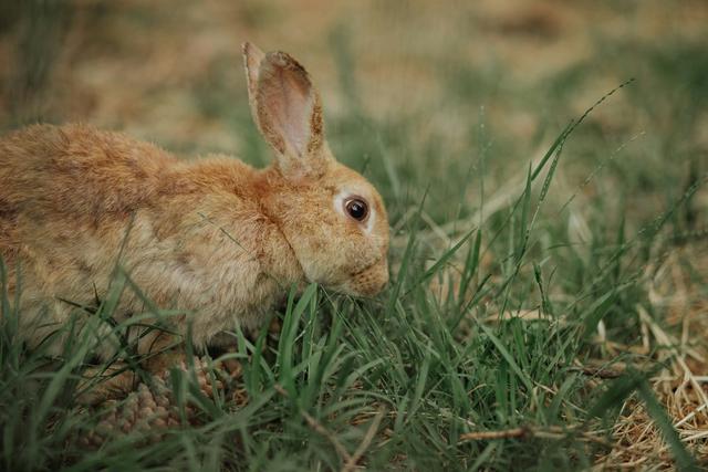 <strong>Hunting</strong> in SILIANA: Hunter Demographics and Involvement, Geography and Ecological Context (PART II)