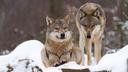 Wolf season shuts down early in southwestern Montana

Too many Yellowstone wolves have been trapped or killed by hunters during Montana’s wolf season, resulting in a call by wildlife commissioners to shut the season down early in the southwestern portion of the state. To date, 76 wolves have been reported killed. Once that number hits 82, hunting and trapping will be over for the area this season, according to the Associated Press.

In December, Superintendent Cam Sholly asked commissioners to suspend hunting in areas along the park’s borders, stating that “park wolves spend only 5% of their time outside the park.” So far, 23 wolves from Yellowstone packs have been killed – 18 in Montana, three in Wyoming and two in Idaho – sparking park officials to worry that it could mark “a significant setback for the long-term viability” of these packs. 

Currently, there are only 91 wolves within the park borders, according to spokesperson Morgan Warthin.

As goHUNT previously reported, the state recently made changes to its wolf trapping and hunting seasons, eliminating quotas and increasing the number of wolf trapping and hunting licenses as well as extending wolf trapping seasons and legalizing the use of snares. However, while Yellowstone officials and wildlife advocates may object to the number of wolves killed so far, Montana officials say that the 184 wolves killed statewide is “in line with recent years.” There are currently over 1,000 wolves in the state.

“We have a statutory obligation to reduce the wolf population,” said Patrick Tabor, vice chair of Montana’s Fish, Wildlife and Parks Commission.

However, the Phantom Lake Pack has practically been “eliminated” after the majority of its pack members were killed between October and December, which park officials like nature guide Cara McGary says damages the economic viability of the park since tourists will travel to specifically see the Yellowstone wolves.

“These are the most viewable wolves in the lower 48, if not the world,” said McGary. “The same packs that my clients pay me to see on every wildlife watching tour all year round ... What’s the justification for this damage?”

While the southwestern portion of the state will close to wolf hunting and trapping, Montana intends to run the rest of the season as scheduled. That means wolf season won’t close until March 15. 

Stay tuned to goHUNT for further updates.