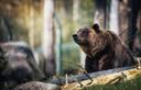 Браконьерство. За что гибнут животные?

В последний месяц в СМИ все чаще появляются публикации о задержании браконьеров. Какие животные и почему становятся целью «черных охотников»

Рыболовов-браконьеров поймали сотрудники погрануправления ФСБ РФ по Краснодарскому краю в районе Ачуевской косы. Они успели добыть более 60 экземпляров пиленгаса и девять особей русского осетра, который является особо ценным видом. Ущерб, причиненный государству, составил более 1,2 миллиона рублей.

В ночь на 3 ноября браконьера с поличным задержали в охотничьем угодье «Медведицкое» на территории Серафимовичского района Волгоградской области. Добычей незаконного охотника стал молодой самец косули возрастом до года.

В Московской области в районе деревни Павлищево Можайского городского округа сотрудники ГИБДД задержали девять браконьеров. При осмотре автомобиля УАЗ, на котором передвигались мужчины, была обнаружена разделанная туша лося. При проверке документов ни у одного из участников нелегальной охоты не было охотничьих билетов и разрешений на добычу. 

Браконьерство — это промысловая или любительская рыбалка или охота, которая нарушает действующее законодательство о защите и охране окружающей среды. А также:
случаи, когда у охотника или рыбака отсутствует охотничий билет, лицензия на охоту, рыбную ловлю или же количество его добычи превышает установленную максимальную норму;
применение оружия или пиротехнических средств, использование которых на охоте или рыбалке запрещено законом;
охота с любого типа воздушного или наземного транспорта. В случае с лодкой рыбачить или стрелять с нее можно только при заглушенном двигателе.

В отношении браконьеров действует ст. 258 УК РФ «Незаконная охота», предполагающая штраф в размере до 500 тыс. рублей, либо лишение свободы на срок до двух лет. Если же для незаконной охоты было использовано служебное положение, либо браконьеров было несколько (группа лиц по предварительному сговору), либо действиями был причинен особо крупный ущерб (крупный ущерб — более 40 тыс. рублей, особо крупный — 120 тыс. рублей), виновный наказывается штрафом в размере от 500 тыс. до 1 млн рублей, либо лишением свободы на срок от трех до пяти лет с лишением права занимать в течение этого срока определенные должности.

Причин для браконьерства несколько, но самой главной является желание заработать. За одну лишь шкуру тигра или леопарда клиенты браконьеров готовы заплатить больше миллиона рублей. Покупают даже зубы, усы и кости. 

Оборот черного рынка диких животных строится не только на живых особях или чучелах и шкурах, но и на продаже так называемых дериватов — частей зверя (лапы, внутренние органы, бивни, рога). Основным покупателем подобного товара является Китай, где дериваты используют в традиционной медицине. Правительство КНР борется с народными целителями-садистами и поборниками нетрадиционной восточной медицины, пытается просвещать темных людей, которые идут к этим горе-лекарям, но этот процесс происходит не быстро. 

А пока усами тигра китайские «дуремары» пытаются лечить кариес, а перемолотые кости полосатой кошки вообще считаются панацеей от многих болезней. 

Медвежий жир спасает от простуды, а лапы — оказывают общеукрепляющий эффект.  

Ежегодно незаконно уничтожается более 100 тыс. молодых оленей. Охота ведётся за пантами — молодыми, еще мягкими, рожками. Причем в их целебную силу верят уже не только китайцы. Чтобы срезать оленьи рожки, животное обычно убивают, этот способ немного гуманнее, так как срезание «по живому» доставляет сильную боль и страдания копытным. Также горе-целители используют язык и кровь оленя, которые обладают почти такой же силой, как и кости тигров, лечат всё: начиная от панкреатита и заканчивая онкологией. Стоимость пантов на черном рынке достигает 100 тыс. рублей. Кровь — 700 рублей за 100 граммов, язык — от 1000 рублей за 100 граммов.

Но достается не только оленям. Страшная охота ведется за рогами сайгаков. Китайцы верят, что приготовленный из них порошок повышает потенцию и лечит целый комплекс сопутствующих мужских проблем. По неофициальным данным, за рога сайгака в Поднебесной готовы заплатить до $4 тыс.

Реальная польза от такого лечения ничем не доказана, но зато очевиден вред, наносимый дикой природе и фатальное сокращение популяции. По статистике департамента охоты Минприроды, в РФ совершается около 56 тыс. случаев браконьерства в год. А ущерб, который браконьеры ежегодно наносят стране, по оценкам ученых и специалистов охотнадзора, превышает 18 млрд руб.