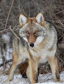 Female Coyote 

Photography: Dee Clark