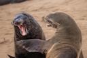❤️ Sharing the hilarious wildlife photos from the Comedy Wildlife Photo Awards 2024 finalists! These will leave no one indifferent. 🙂

What funny captions come to mind for these photos? Write them in the comments! 🤗

📷 Photo authors: Marti Phillips, Takashi Kubo, Jose Miguel Gallego, Przemyslaw Jakubczyk, Kingston Tam, Gabriel Rojo, Milko Marchetti, Randy Herman, Andy Rouse, Mark Meth-Cohn.

#ComedyWildlifePhotoAwards #WildlifePhotography #FunnyWildlifePhotos #NatureHumor #2024Finalists #WildlifeComedy #AnimalPhotography #PhotoAwards #NatureLovers #WildlifePhotos #PhotographyFinalists #ShareTheLaughs #ComedyPhotos #WildlifeConservation #PhotographyContest #ComedyAnimals #NaturePhotography
