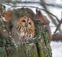 🦉Милота дня: петербурженка сфотографировала сову, которая отняла домик у белки.
