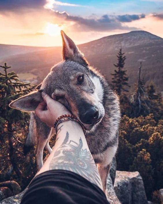 Ulven, eller grå ulv, eller almindelig ulv, er en art af rovpattedyr fra hundefamilien.
