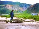 Scientist of the Australasian Antarctic Expedition Harold Hamilton poses with the skeleton of a sea lion, 1913.