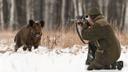 Boar hunting is quite exciting. Since ancient times, there has been great interest in it. In this article we will talk about one of the types of hunting for a wild boar.

The main type is considered to be classical hunting. Conducted from the living room. There are two variants of this type of hunting - in the fields for food and on boar crossings. The first option means that you need to find boar feeding points within a set period of time, which does not mean that they are in demand throughout the territory. The wild boar is often omnivorous, for example, it can eat both potatoes and oat fields. In autumn, after the harvest, wild boars can feed in abandoned apple orchards. The best option is hunting in oat fields. To do this, they look for wet lowlands with dense shrubs, as well as swamps. In some cases, if the oat field is in these areas, then the appearance of the wild boar is most likely there.
The field is explored in the morning, because by the evening the smell remains there, and it is easy for the boar to smell it. The field is in demand by wild boars if the turf is often dug up. In the case of frequent excavations, it can be said that wild boars are often found here and this is an impeccable place for hunting.

It must be remembered that the wind can interfere with hunting, but this is easy to fix: just not going out into the field is enough. It is best to approach the boar with a side wind. With a flat field, it is easy to notice the exit of wild boars by their black silhouettes; getting to them at a distance of 70-80 meters is not a problem, since it is considered optimal. Windless hunting is best for indecision or trembling hands.

On boar hauls, it is best to proceed as follows: the safe point is the exit of the boar to the fodder fields, and it is necessary to take into account which boars are used most often. In most cases, there is mowed grass. Boar hunting time is short - on a full moon you need to hunt with a gun and hit at close range. Boars move along the paths quickly and without precautions, but you need to shoot quickly.

And one more tip: at dusk, you need to focus on the side of the sunset. This will make it easier to aim and increase the chances of hitting prey.