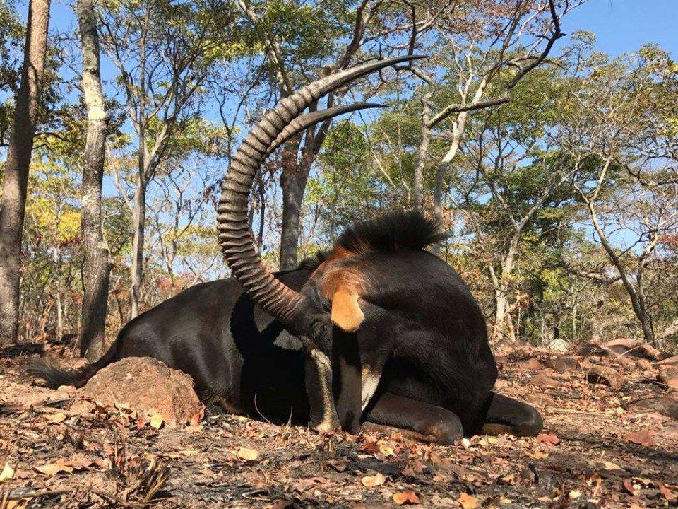 Hunting in Cuando Cubango (Angola): Natural specifics, Hunting Methods, Traditions, Associations, Laws, Interesting Facts