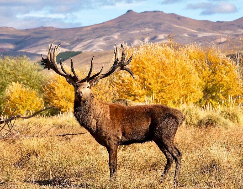 Caza en la Patagonia Argentina: Fauna Silvestre, Estancias de Caza y Aventura en la Naturaleza Indómita del Sur del Continente
