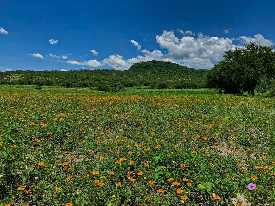 Caza en Zacatecas: Guía completa para el cazador – Descubre las mejores zonas, especies, temporadas, regulaciones y consejos para disfrutar de una experiencia de caza inolvidable en este estado
