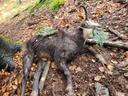 Chamois ( Rupicapra rupicapra) hunted in Slovenia with Pannonvad .
Szlovéniában a Pannonvad vadászvendége ejtette el a képen látható zergebakot . 
Tap de caprā nea￼grā vä