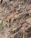 Aoudad Hunting in Morocco: A Comprehensive Guide

Aoudad, also known as Barbary sheep, are a captivating species found in the rugged mountains and arid regions of North A