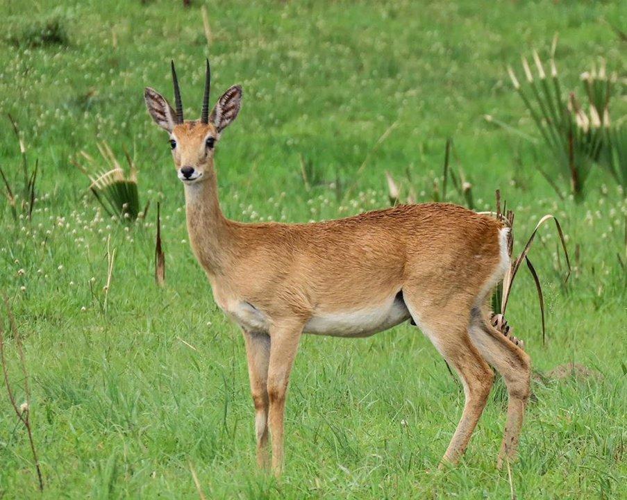 Hunting in Kasese, Uganda: Big Game Enthusiasts Seeking Thrilling Encounters, Associations and Clubs for Hunters
